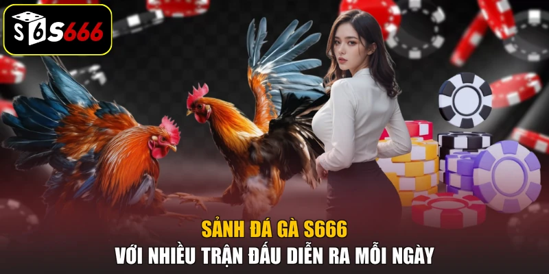 Sảnh đá gà S666 với nhiều trận đấu diễn ra mỗi ngày